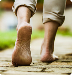 Foot - Educational Picture